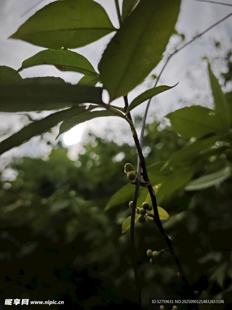 綠葉繁茂的植物特寫(xiě)
