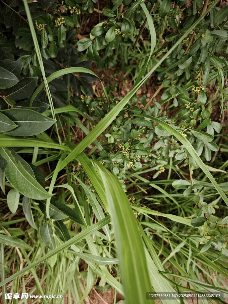 野外叢生的綠色草本植物