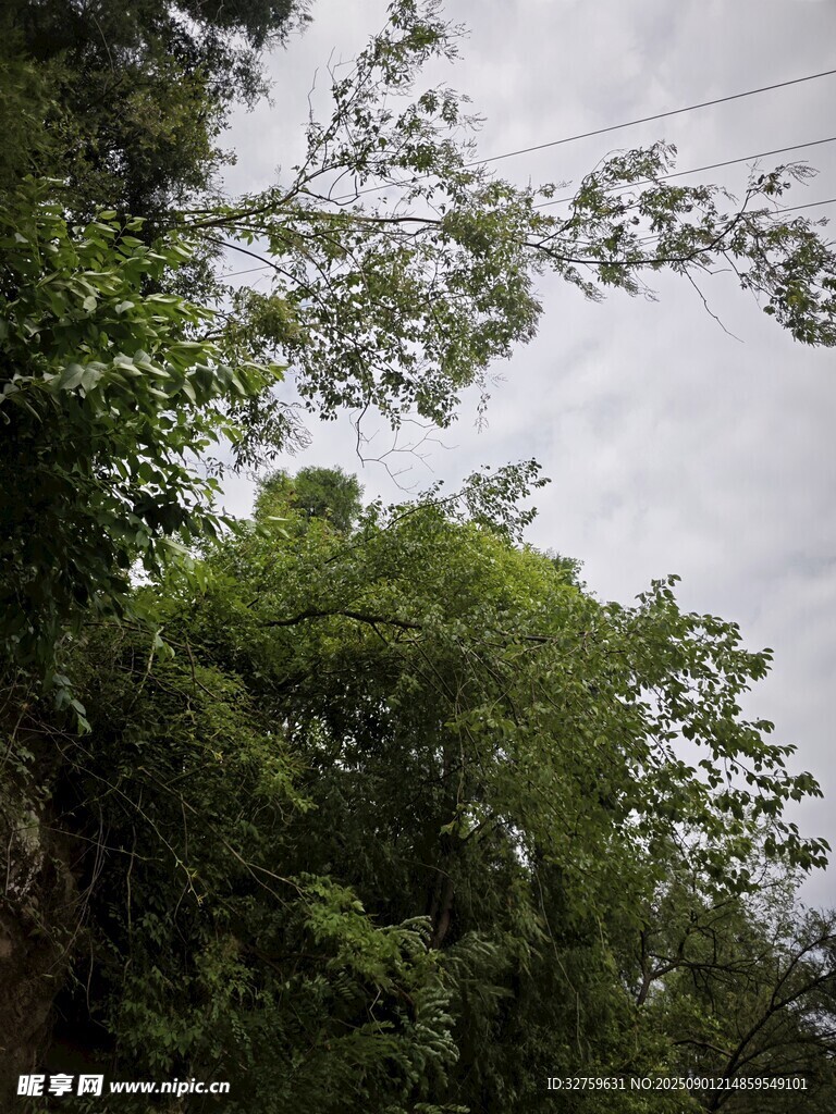 茂密樹(shù)林中的天空一角