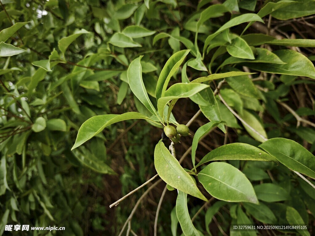 翠綠植物特寫
