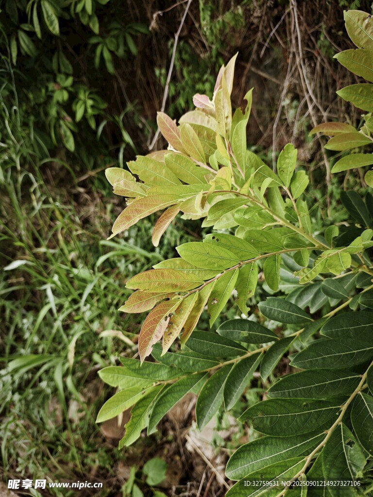 綠葉間的多彩植物葉片