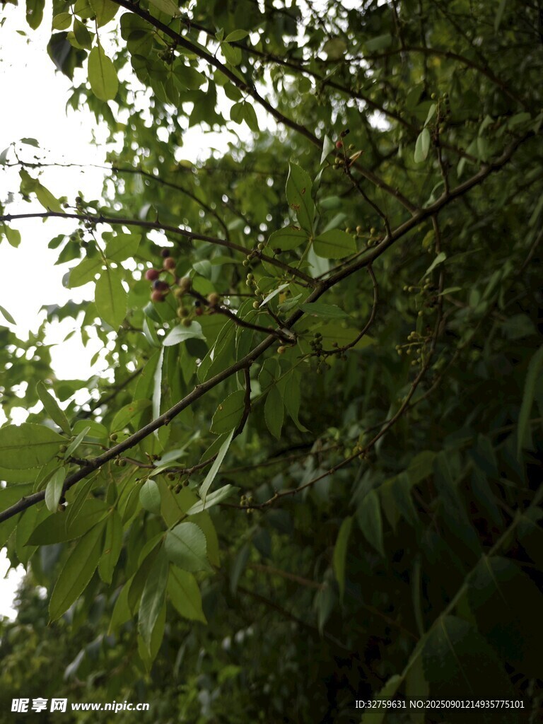 繁茂綠葉 