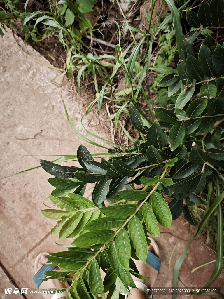 木質(zhì)地面旁的翠綠植物
