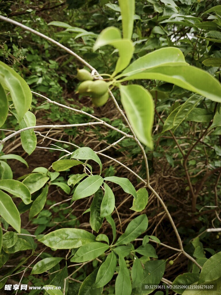 綠葉間的繁茂植物景象