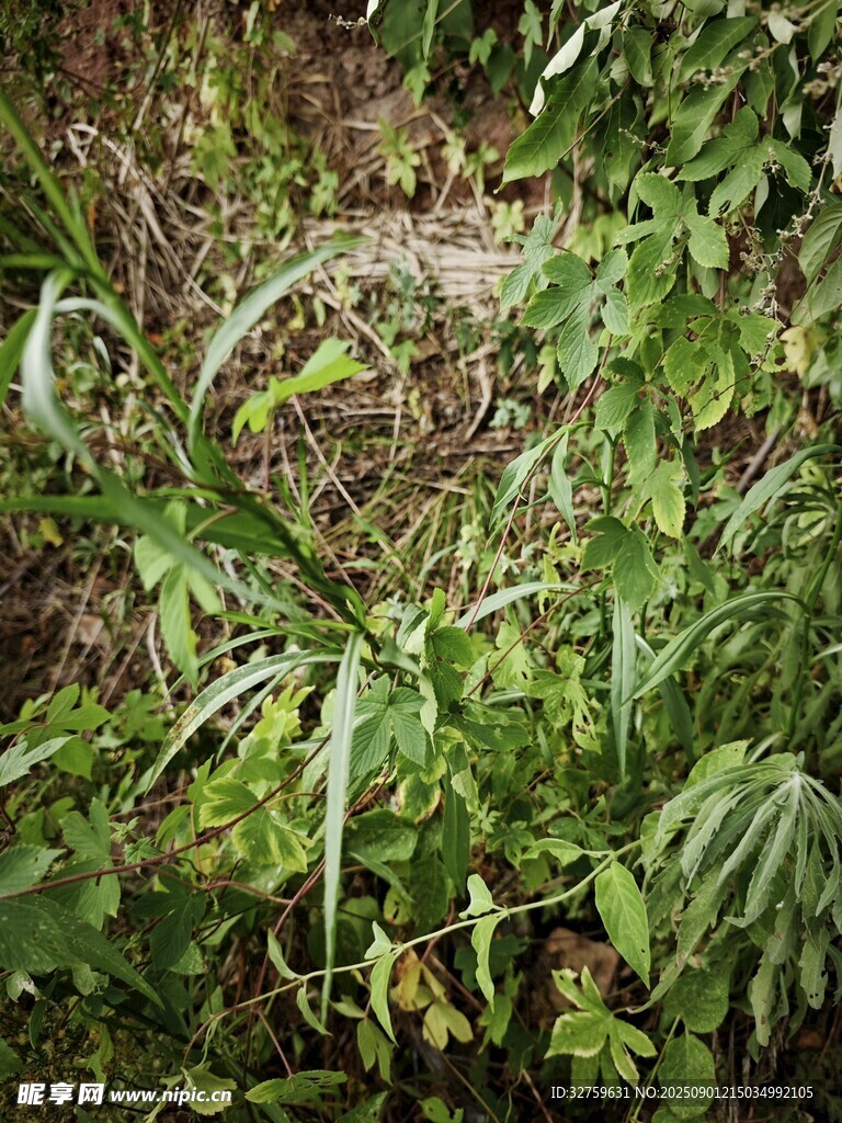 繁茂的綠色植物景觀