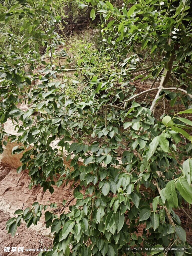 茂密綠植覆蓋的自然場景