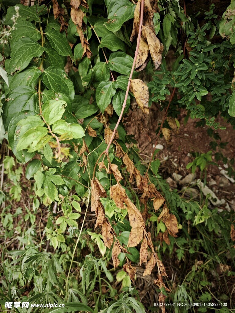 植物葉片病害特寫