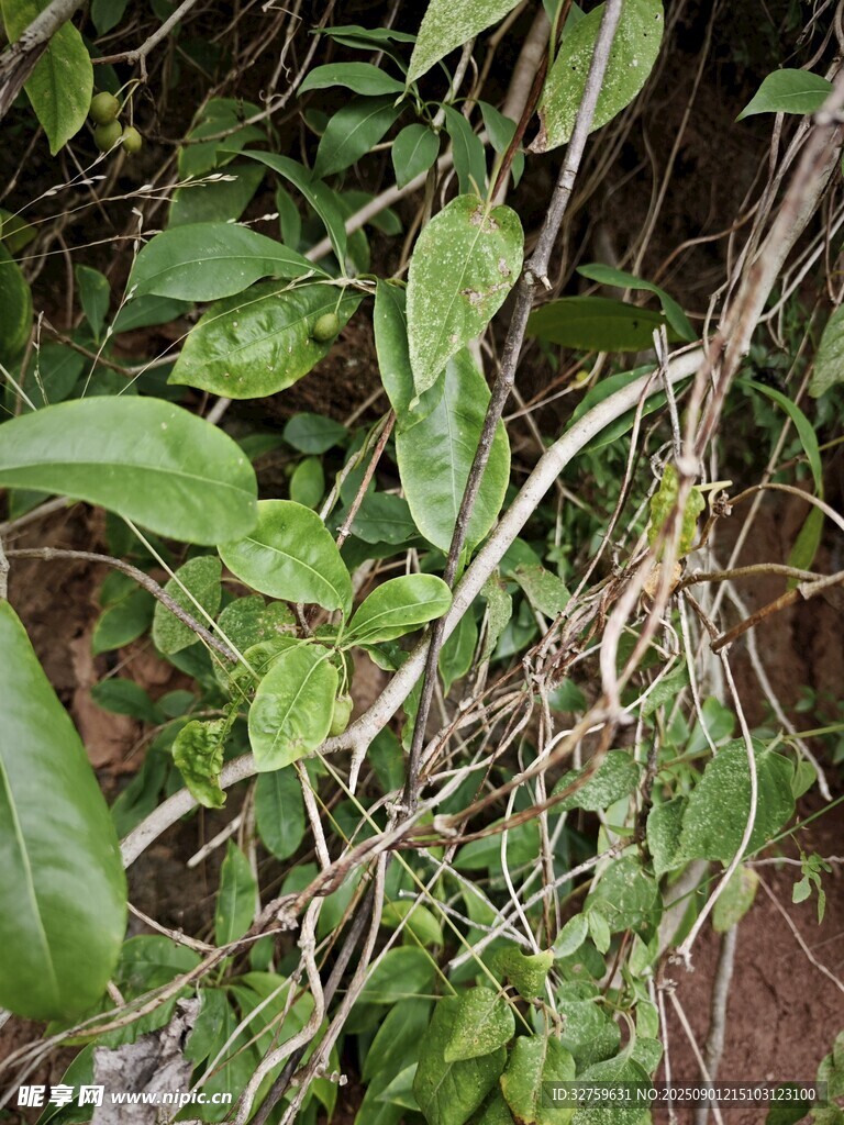 綠葉藤蔓植物特寫