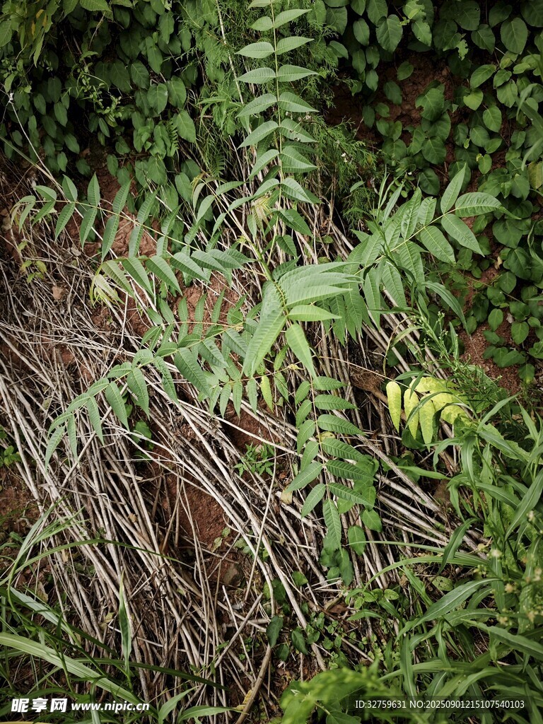 茂密蕨類植物與枯枝景象