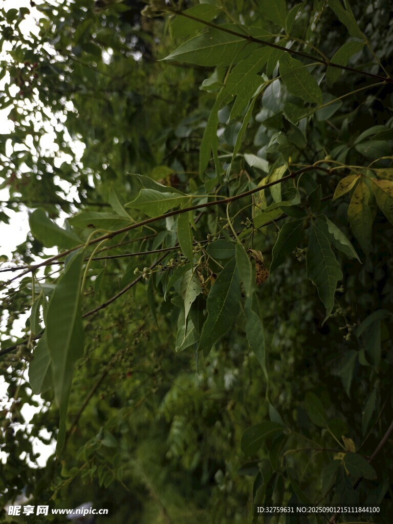 茂密翠綠的枝葉景觀