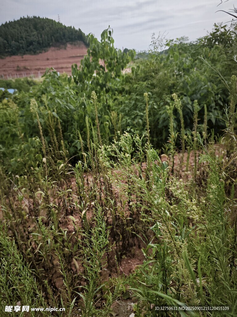 野外繁茂的雜草植物景觀
