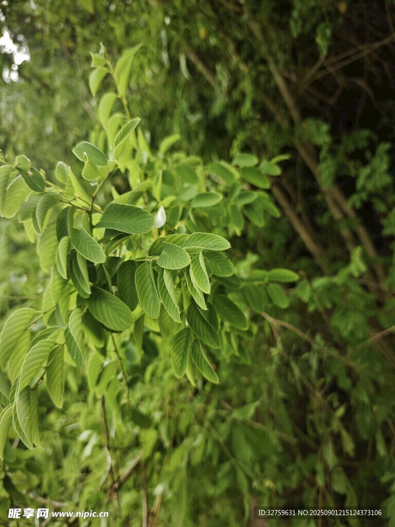 嫩綠繁茂的枝葉景觀