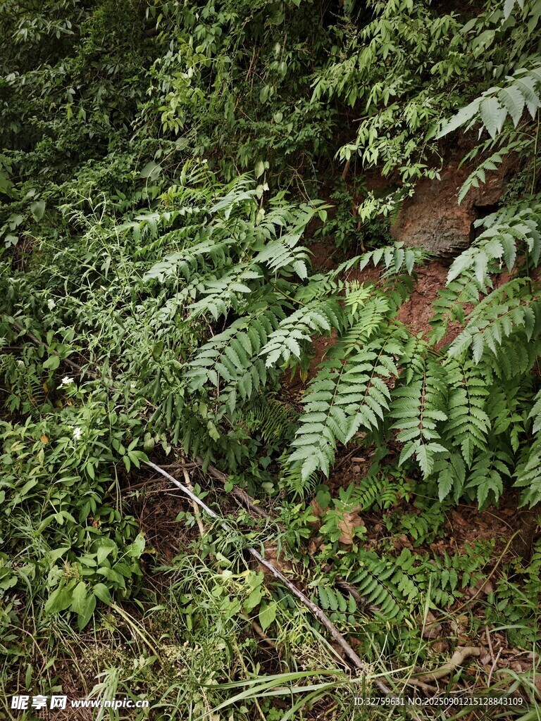 茂密翠綠的蕨類(lèi)植物景觀(guān)