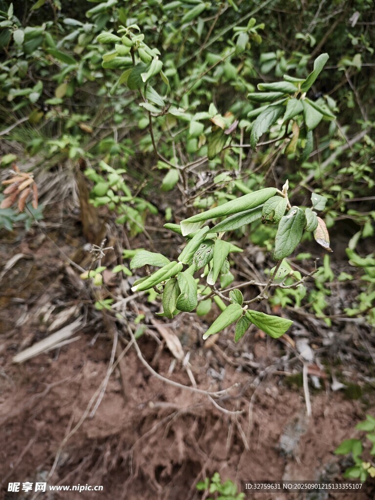 地面綠植與交錯(cuò)根系景象