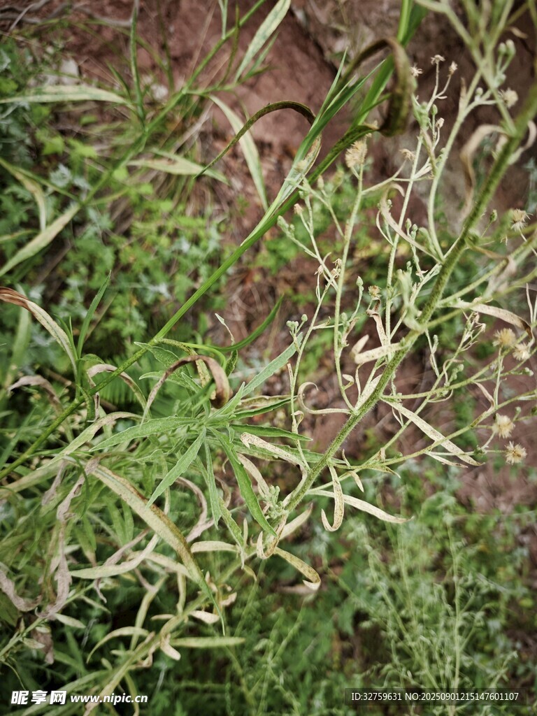 嫩綠雜草特寫