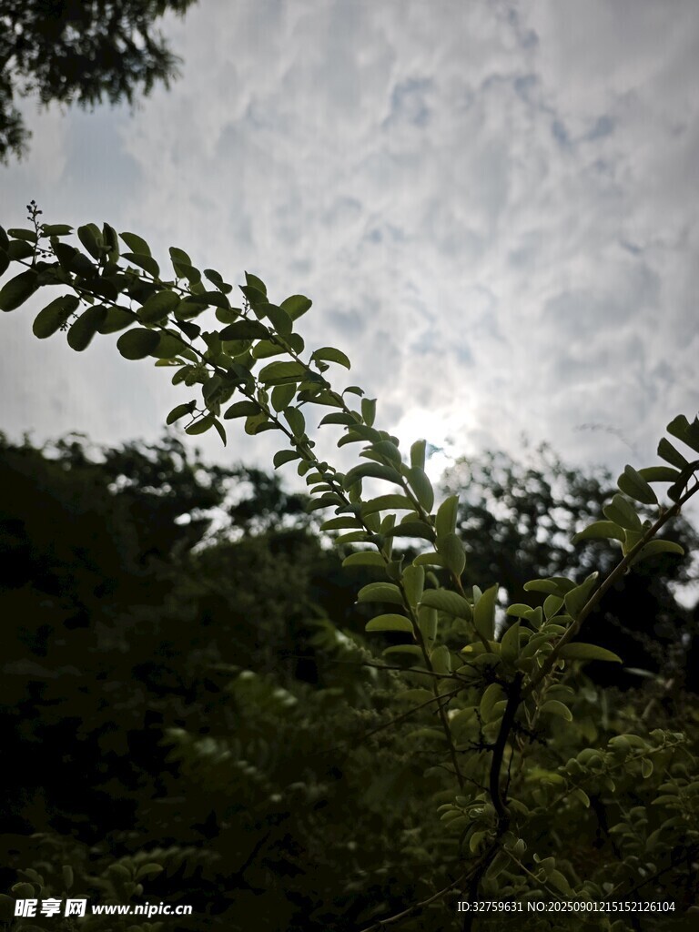 透過枝葉看天空