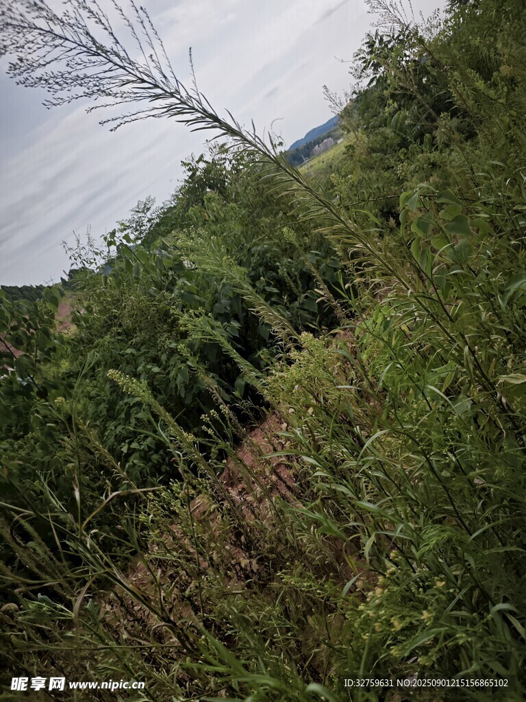 山間繁茂植被景觀