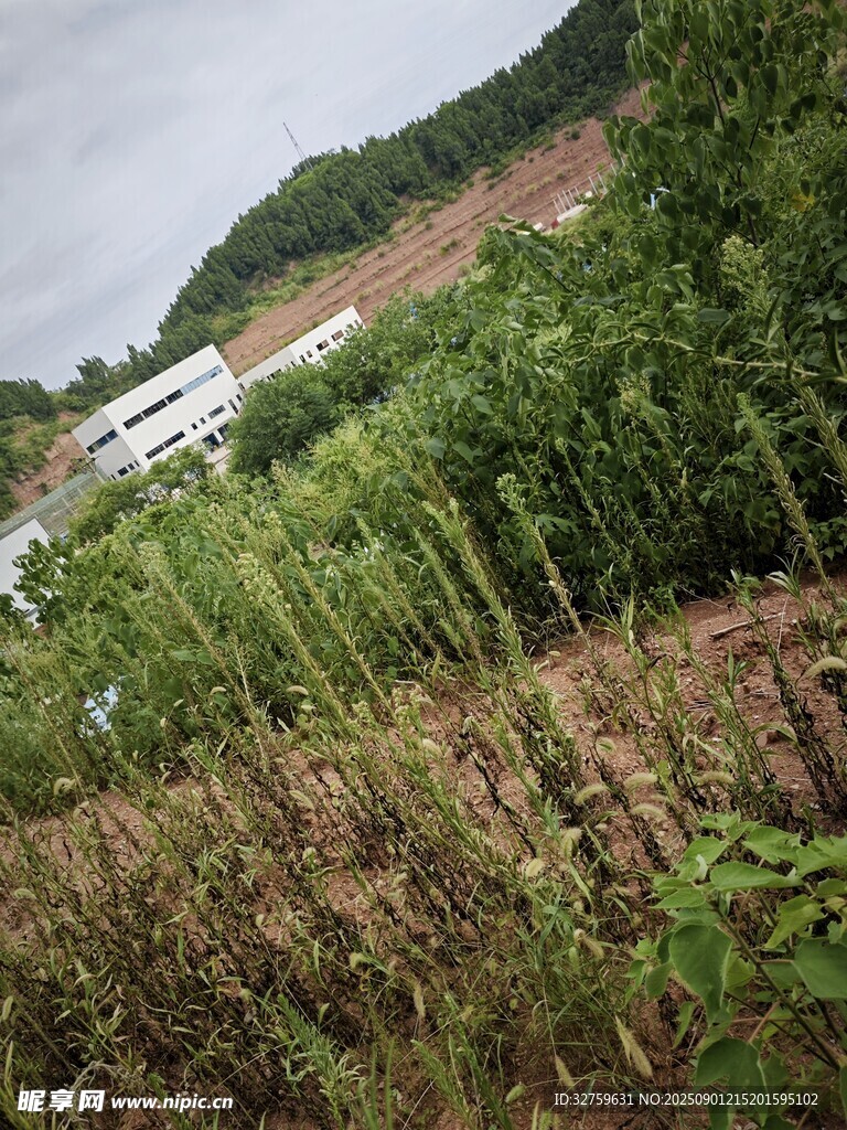 田野中的茂盛植物