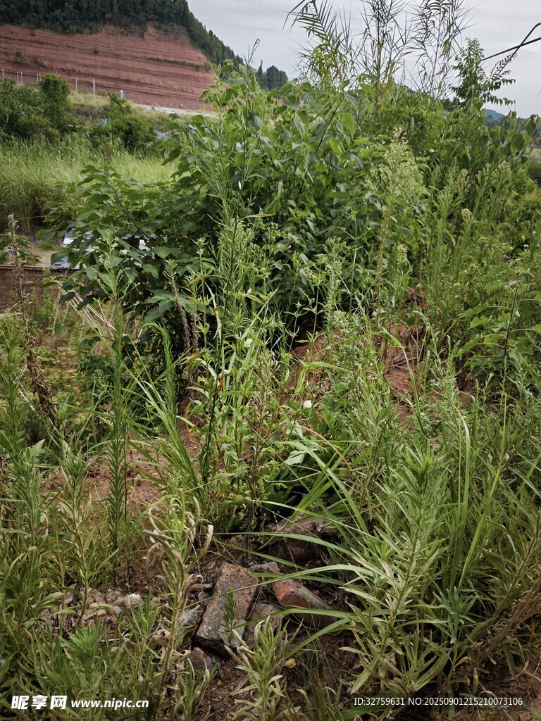 野外繁茂的綠色植物景觀