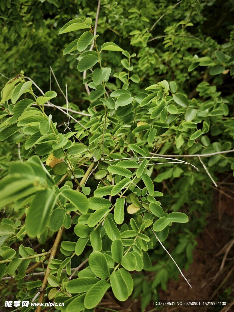 綠葉繁茂的植物景象