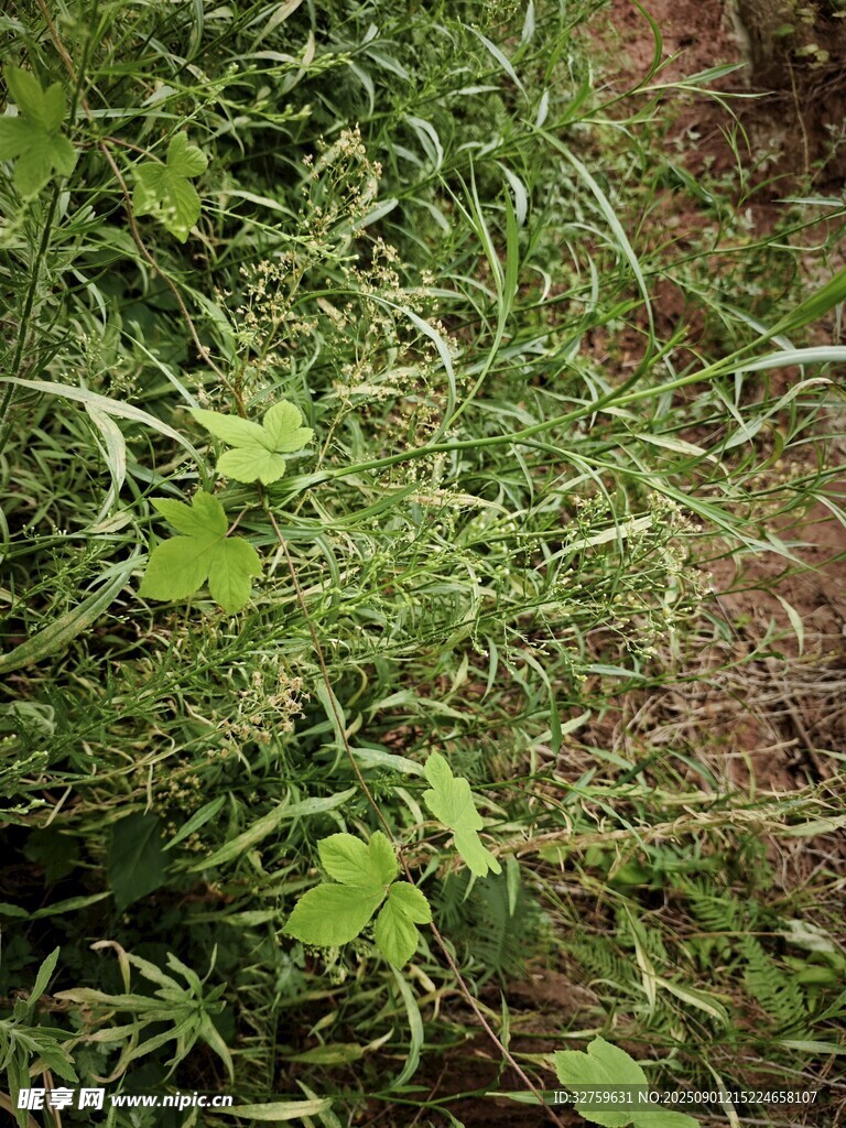 野外繁茂的綠色植物