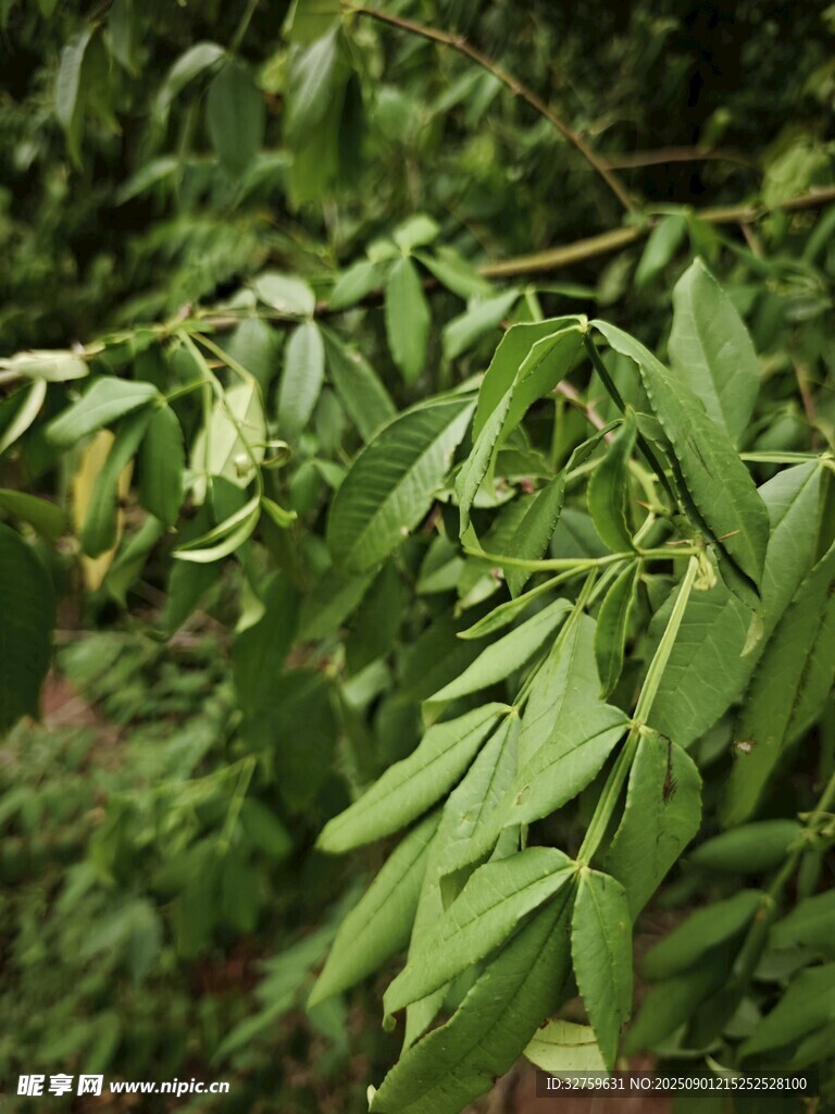 翠綠枝葉間的清新植物