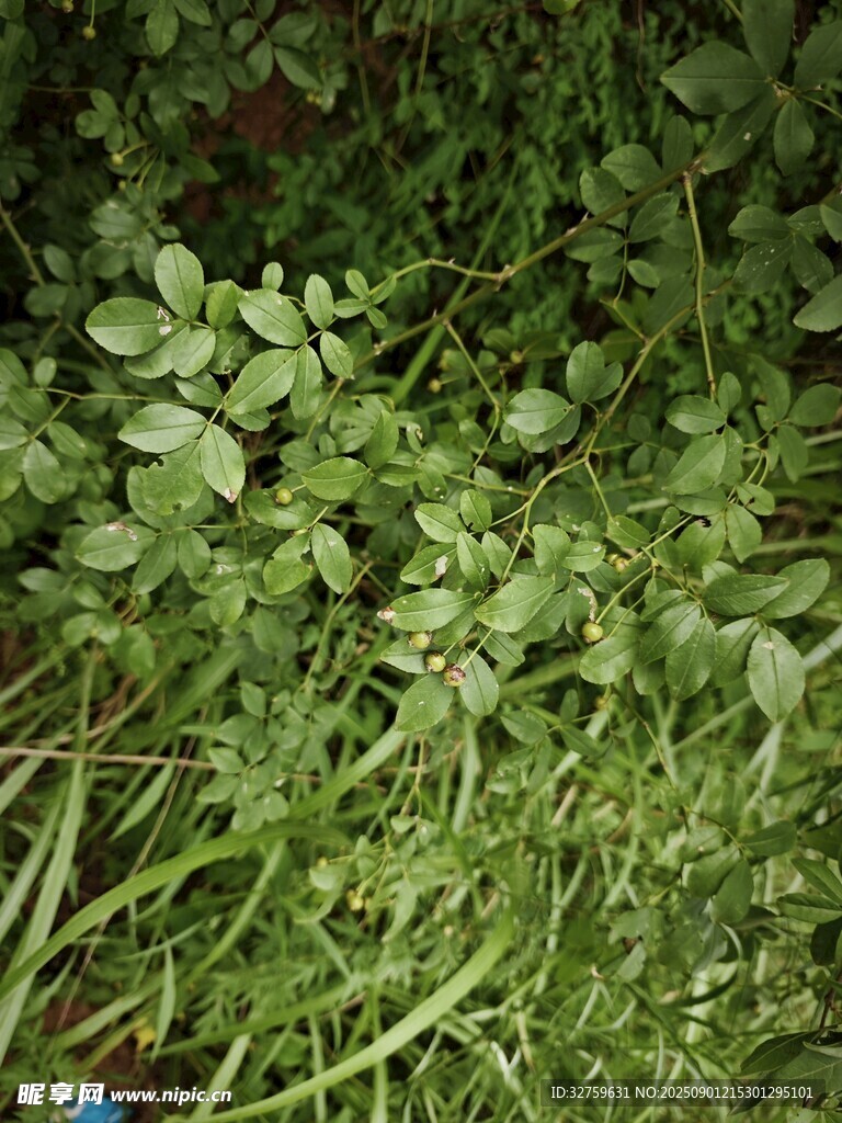 鮮嫩三葉草