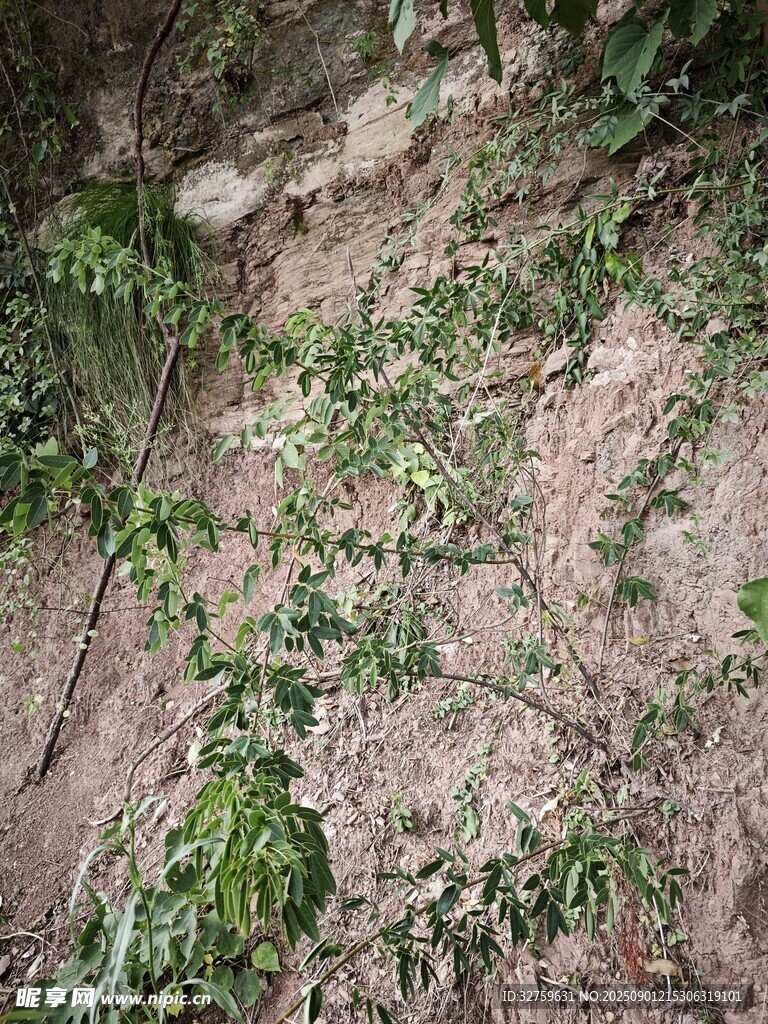 山坡上的綠色藤蔓植物