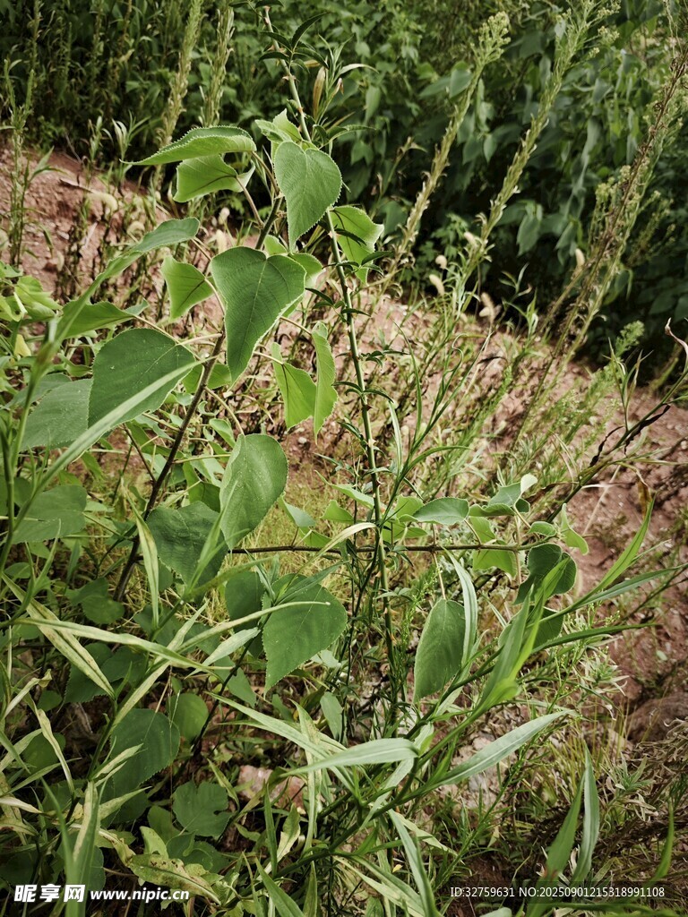田野中的繁茂綠色植物