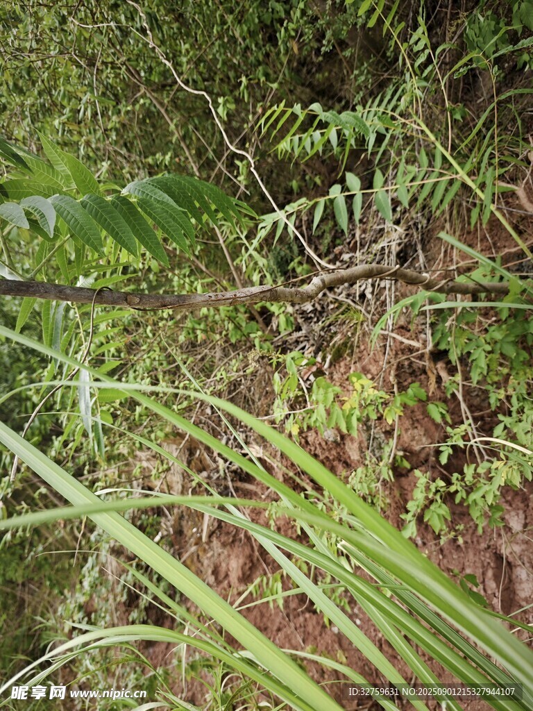 茂密草叢中的綠植景象