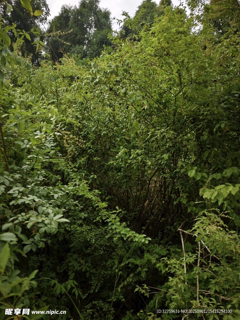 茂密叢林綠意盎然