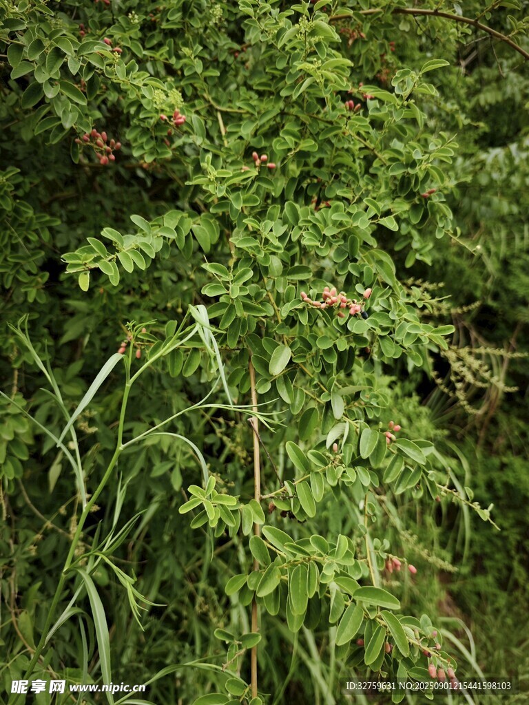 茂密綠色植物景觀
