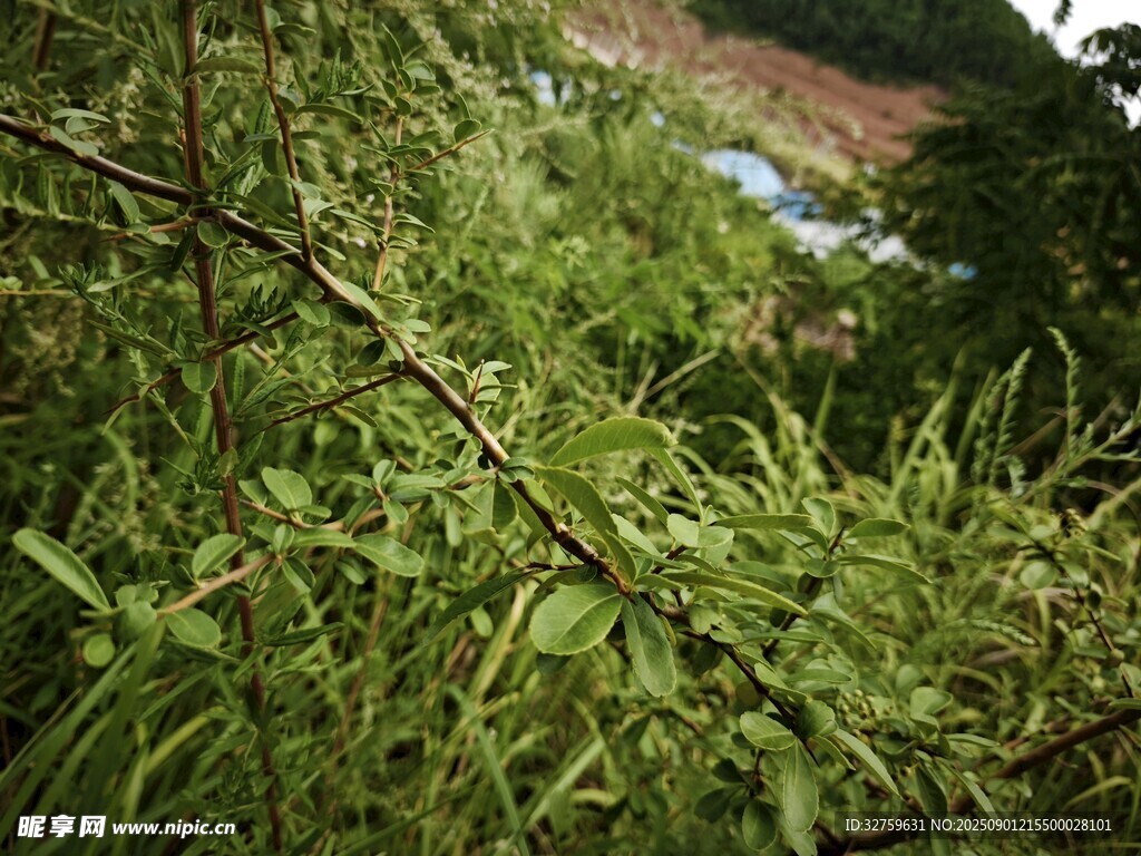 茂密綠植中的自然景象