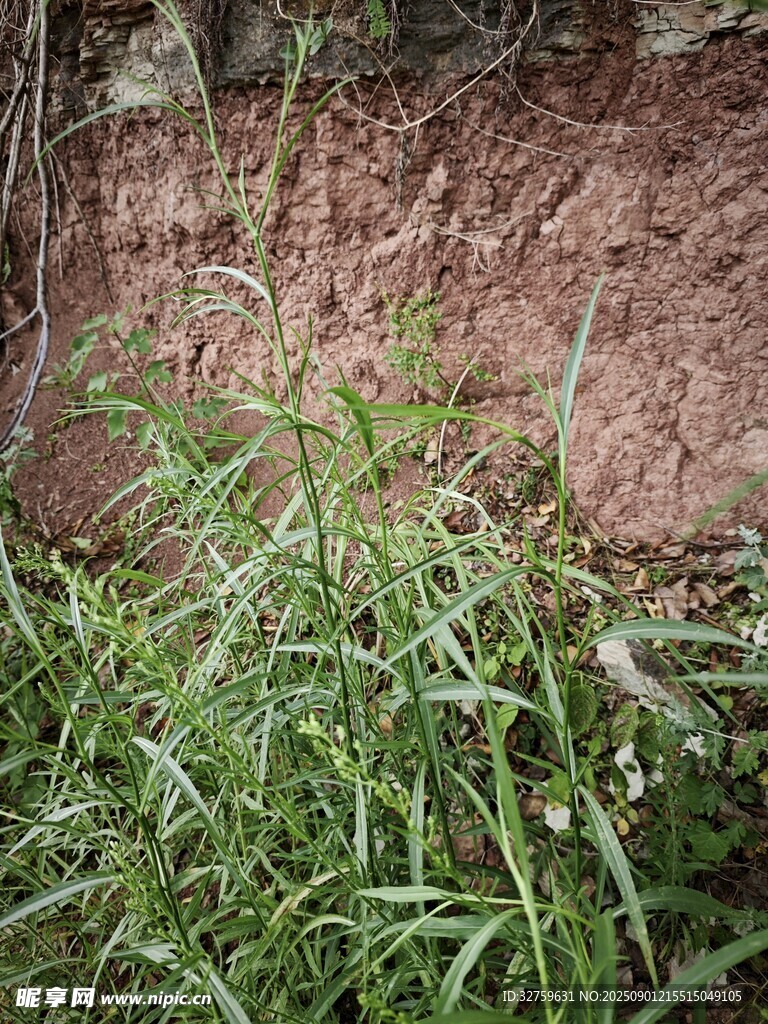 墻邊嫩綠野草生機勃勃
