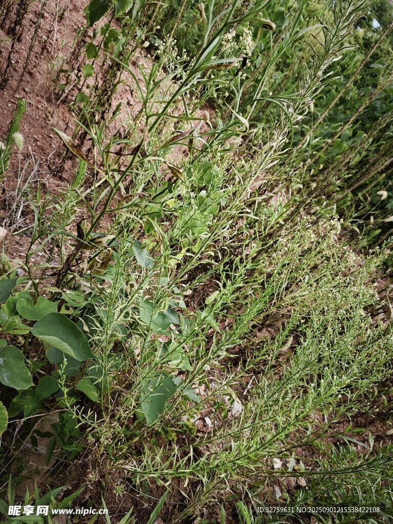 墻邊繁茂的綠色植物