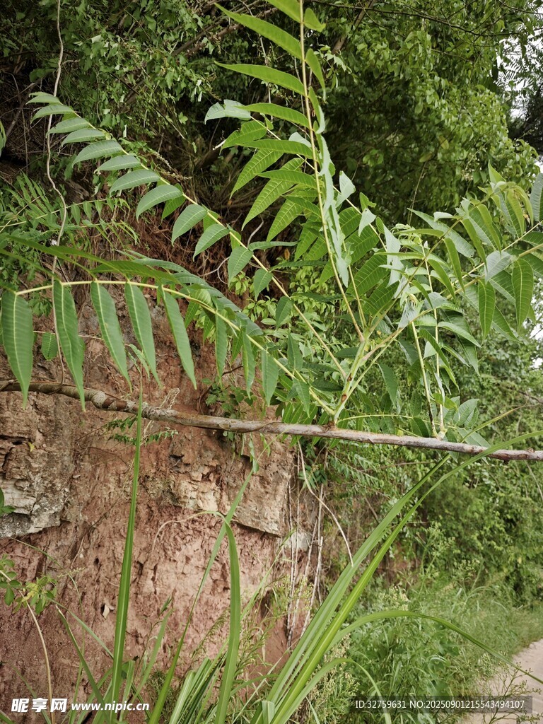 崖邊生長的翠綠蕨類植物