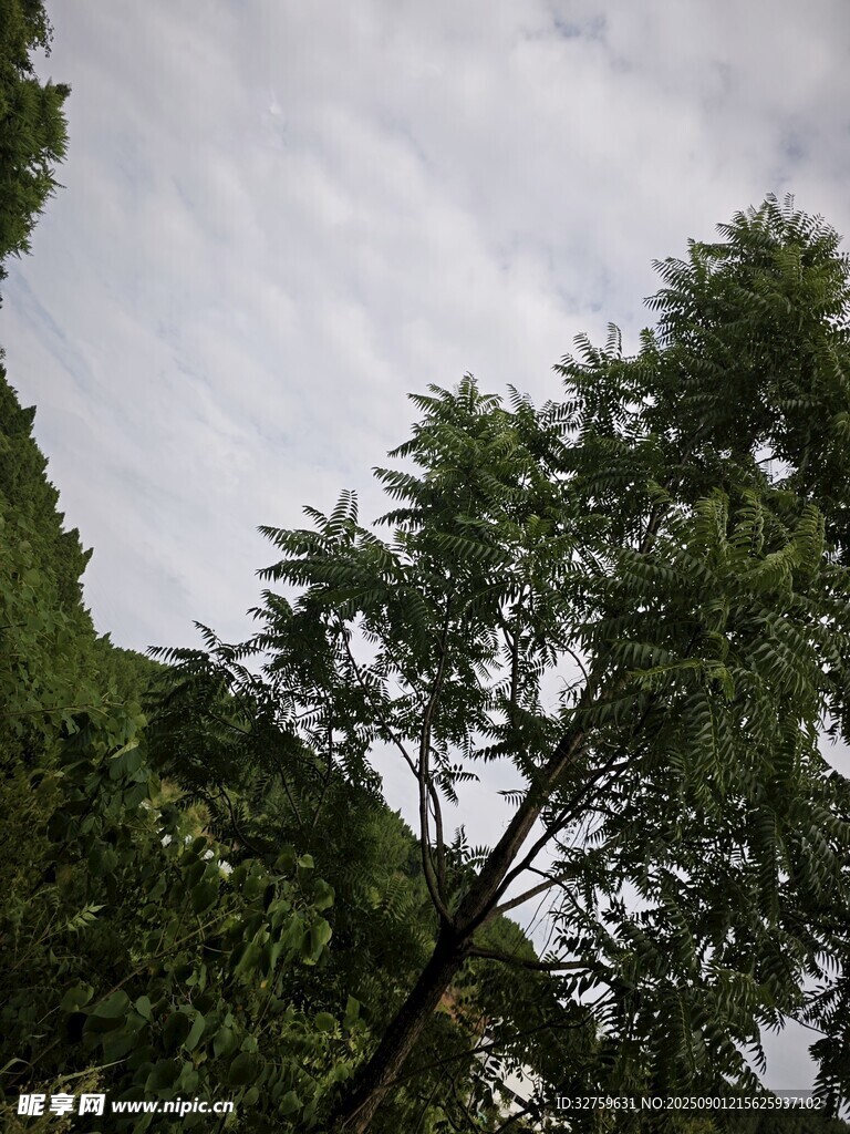 仰視蔥郁樹木與天空