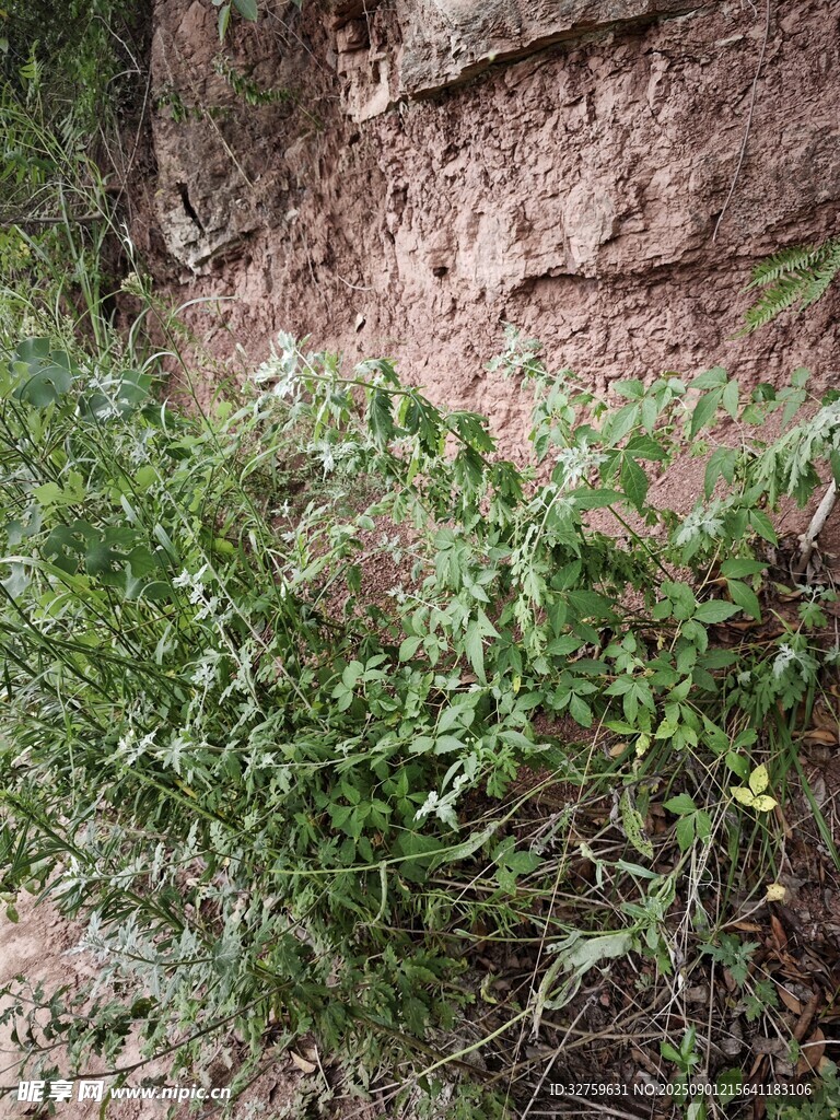 巖壁旁生長(zhǎng)的綠色植物