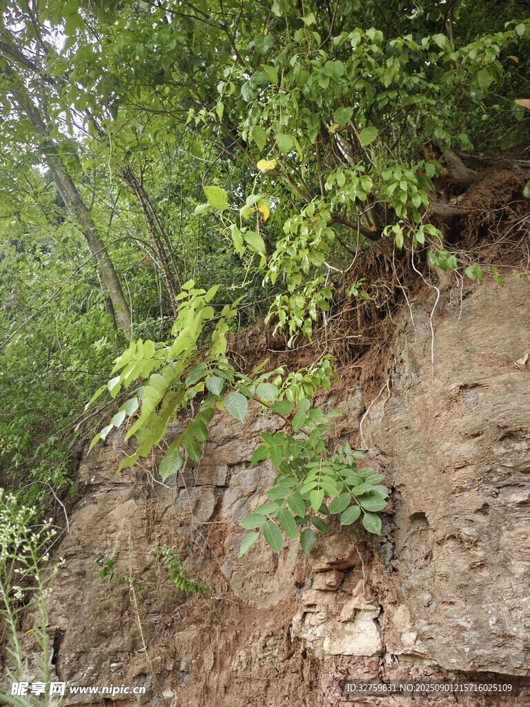 山坡上的綠色植物景象