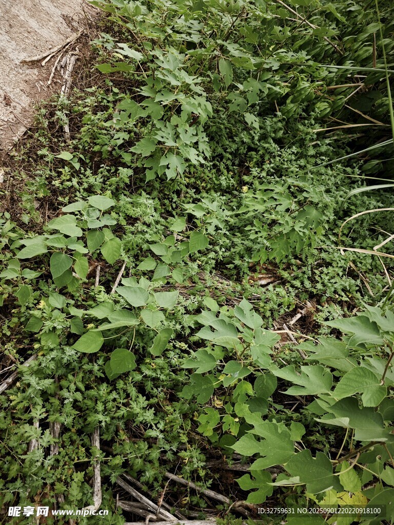 繁茂綠色植物叢