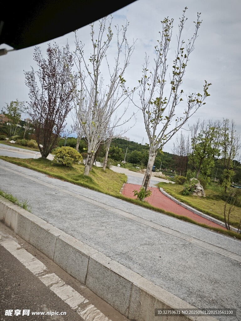 城市路邊的清新綠化景觀