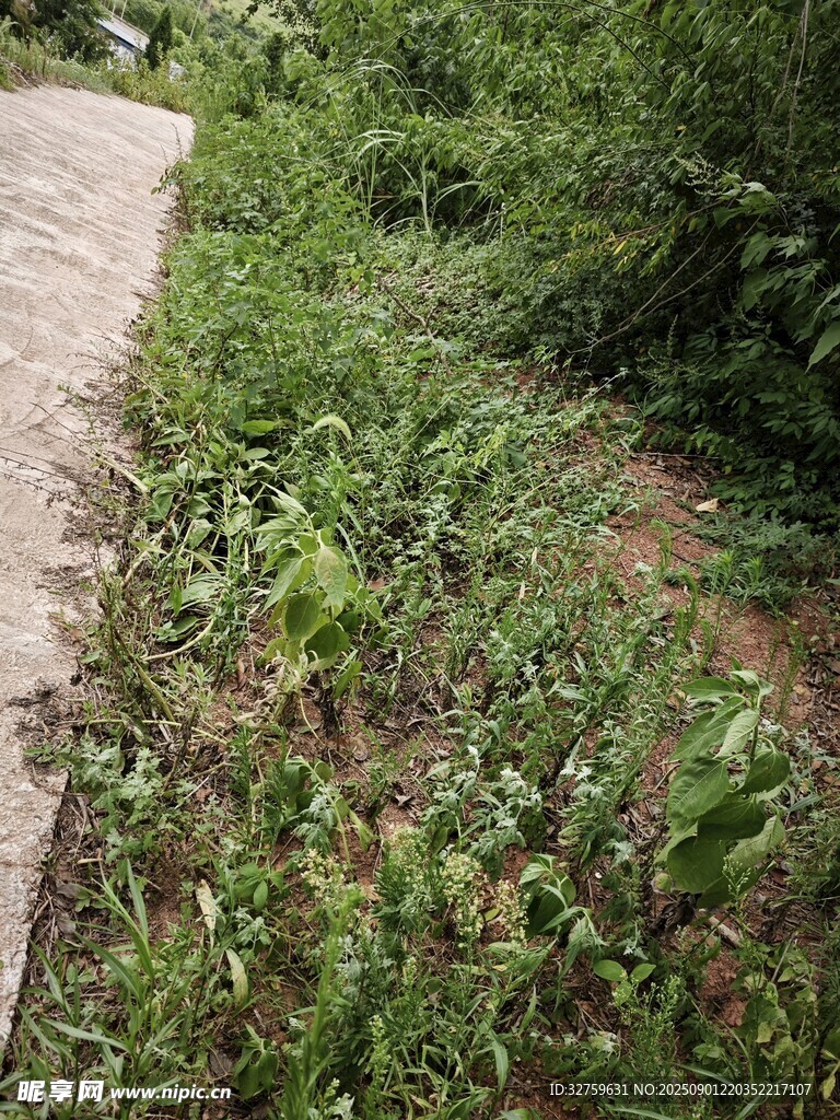 小徑旁的繁茂綠色植物
