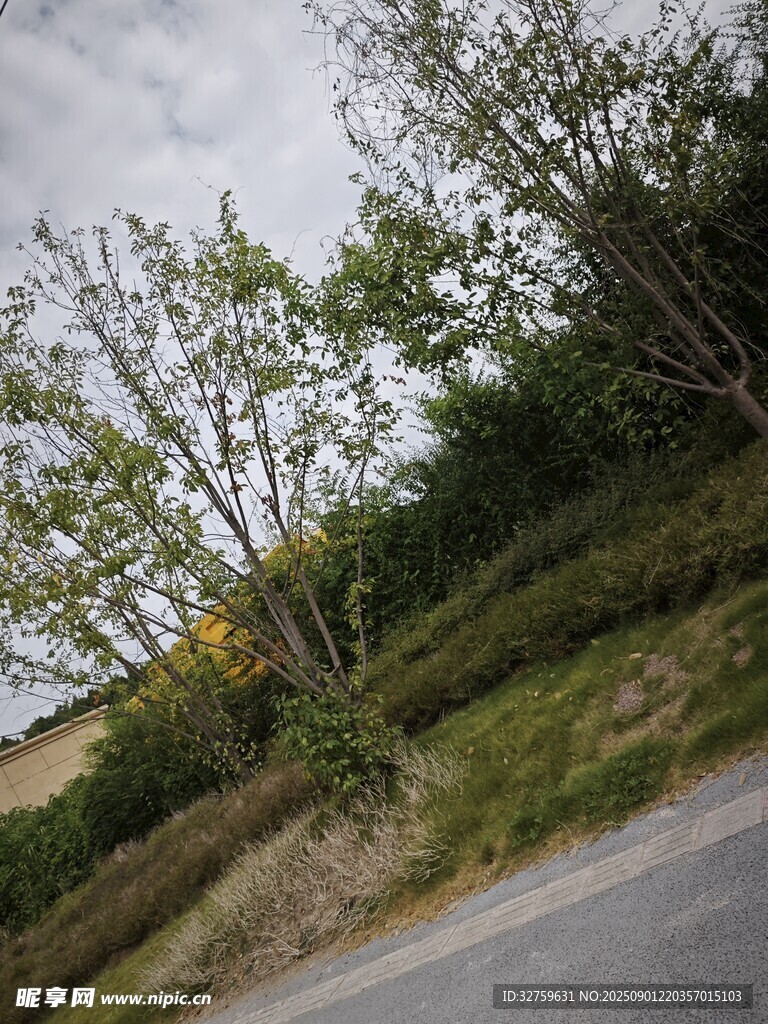 鄉(xiāng)村路邊的繁茂綠植