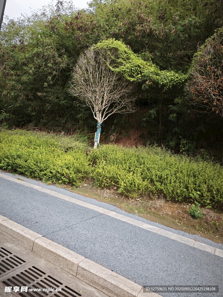 路邊綠樹與步道景觀