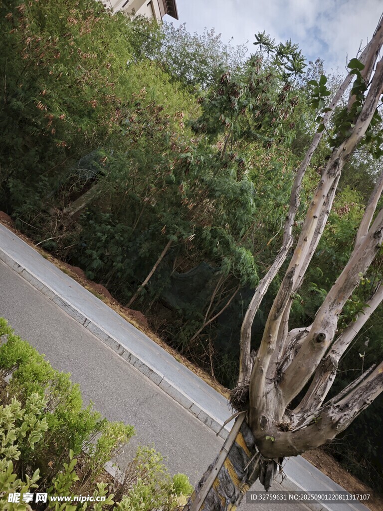 路邊枯樹與繁茂綠植