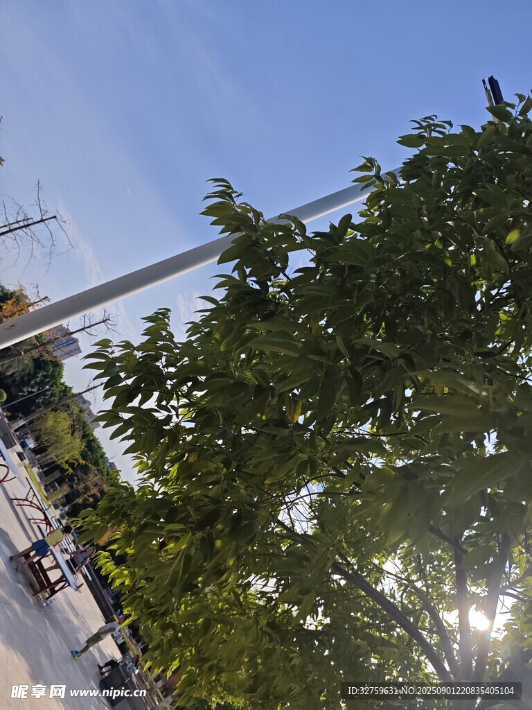 陽光下綠樹與城市景象
