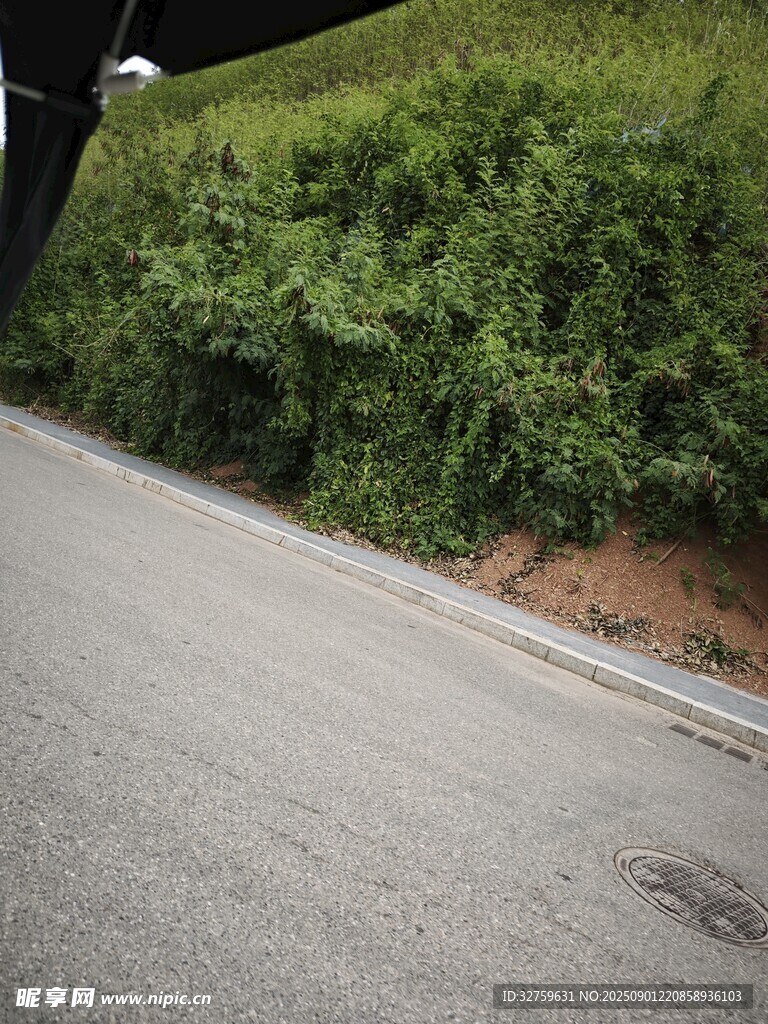 路邊綠意盎然的植被景觀