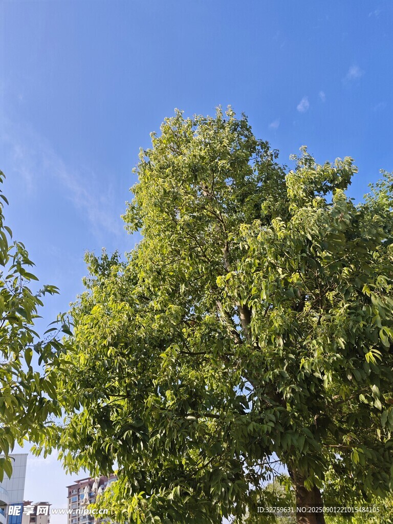 藍(lán)天綠樹風(fēng)景圖
