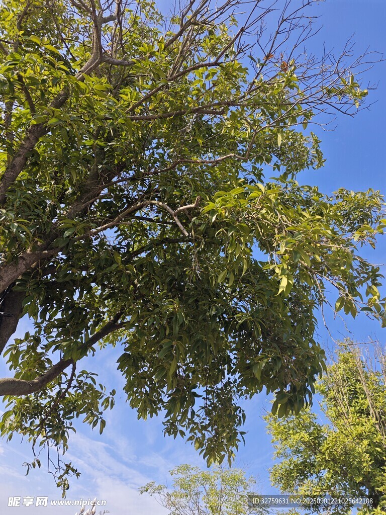 藍(lán)天綠樹間的繁茂枝葉