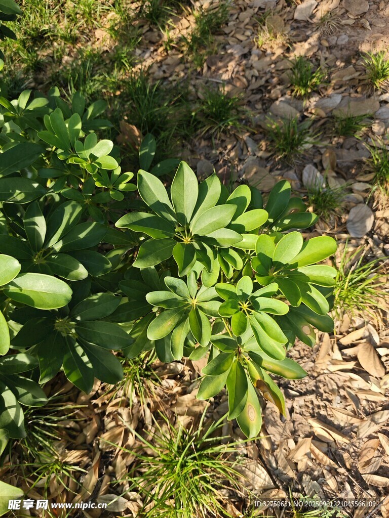 陽光下的綠植生機(jī)盎然